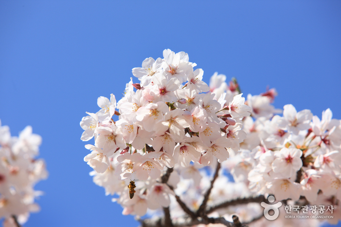 济州大樱花节(제주 왕벚꽃축제)
