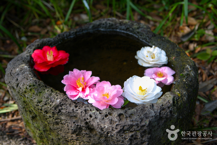 Camelliahill(카멜리아힐) Camelliahill(카멜리아힐)