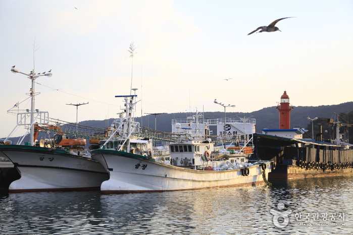 机张鳀鱼庆典 (기장멸치축제)