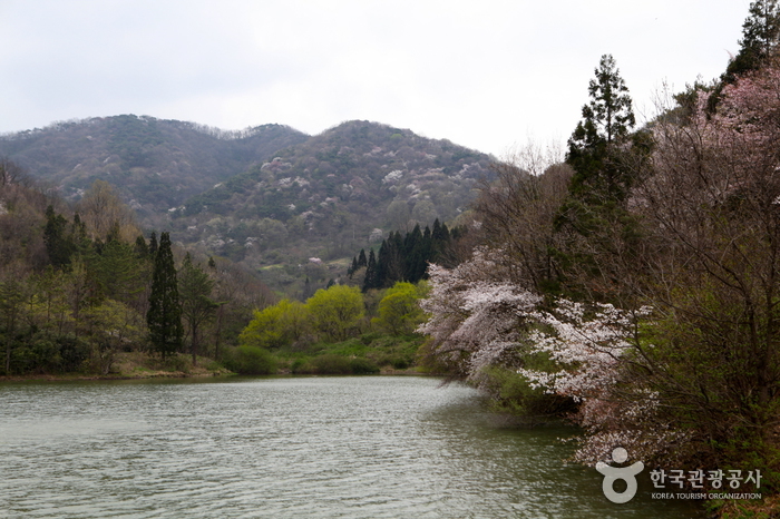 Seryangji Reservoir (세량지)