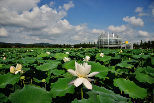 Muan White Lotus Festival (무안연꽃축제)