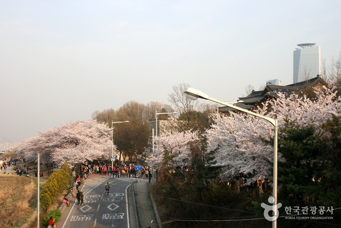 Yeongdeungpo Yeouido Spring Flower Festival (영등포 여의도 봄꽃축제)