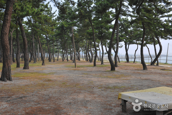 Sacheon Beach (사천해변(사천해수욕장))