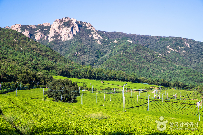 Gangjin Dawon Tea Plantation (전남 강진다원)