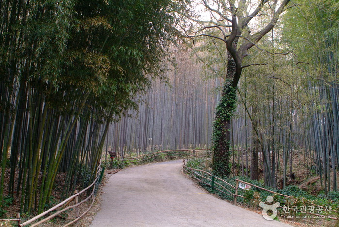 Bambouseraie de Daenamugol (대나무골 테마공원)