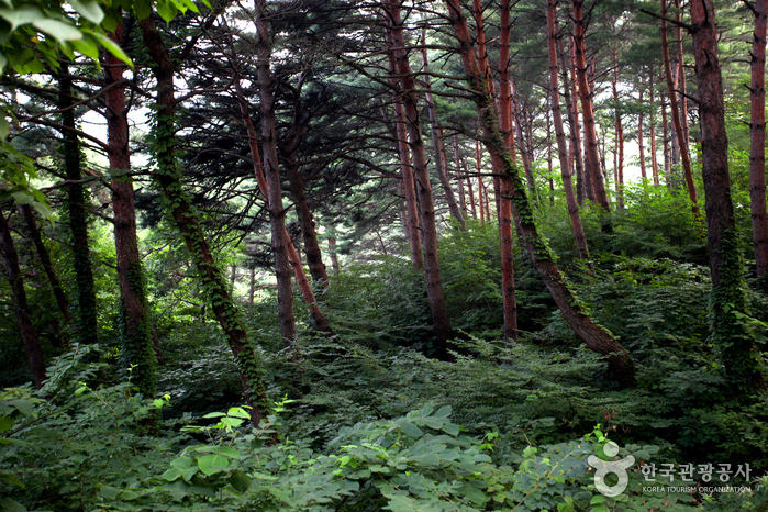 Forêt de Chilbosan (국립 칠보산자연휴양림)