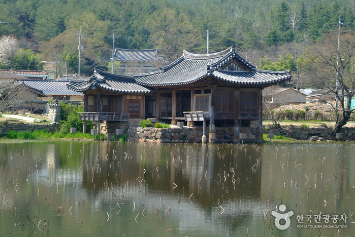 Etang de Seochulji à Gyeongju (fleurs de lotus) (경주 서출지)