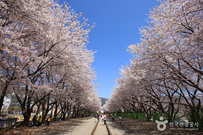 Route des cerisiers de la gare de Gyeonghwa (경화역 벚꽃길)