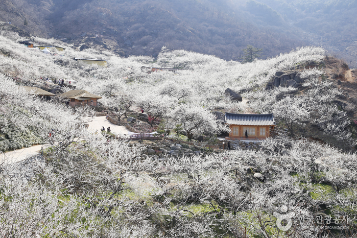 Village des Maehwa Seomjingang (섬진강 매화마을)