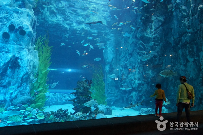 Lotte World Aquarium (롯데월드 아쿠아리움)