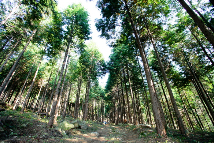 Forêt récréative de Paryeongsan (팔영산자연휴양림)