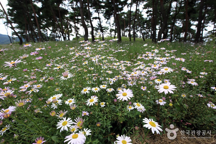 Parc à thème de chrysanthèmes du lac Okjeongho (옥정호 구절초테마공원)