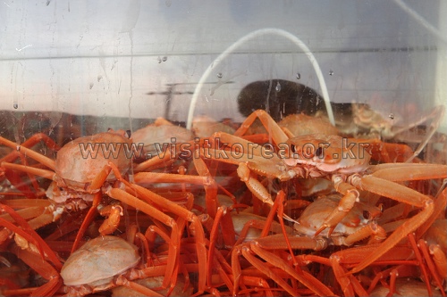 Festival du crabe d’Uljin et du crabe rouge (울진대게와 붉은대게 축제)