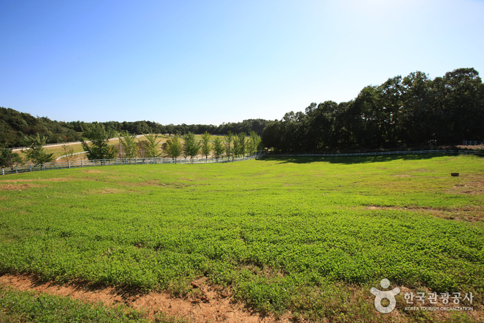 Gestüt Wondang (Let's Run Farm) (원당종마목장 (렛츠런팜 원당))