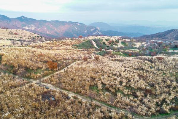 황매산