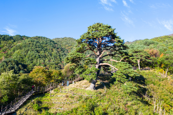 지리산 천년송