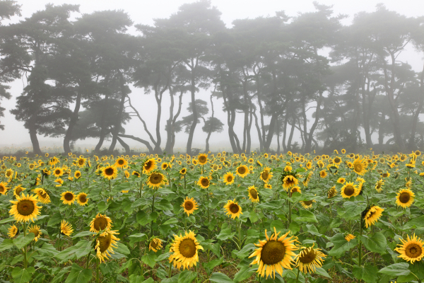 보은 해바라기마을