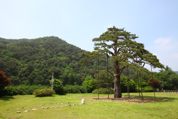 정이품송