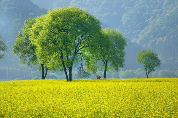 친수공원의유채꽃