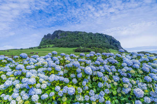 성산일출봉과 수국