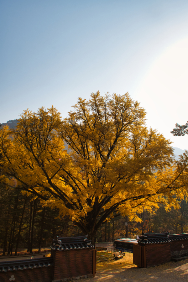 치악산국립공원