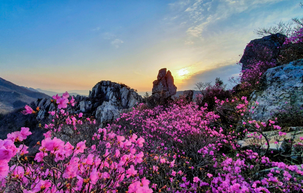 주작산의 봄