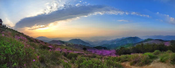 황매산의 봄